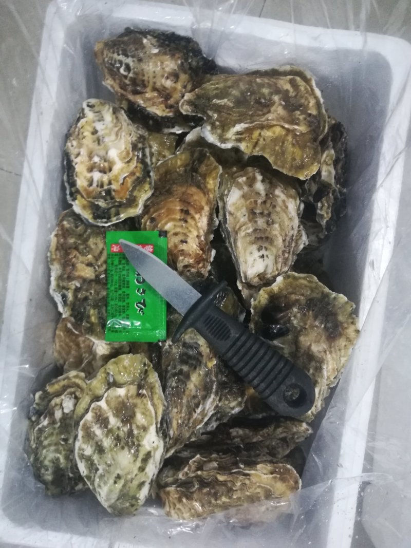 大连庄河生蚝