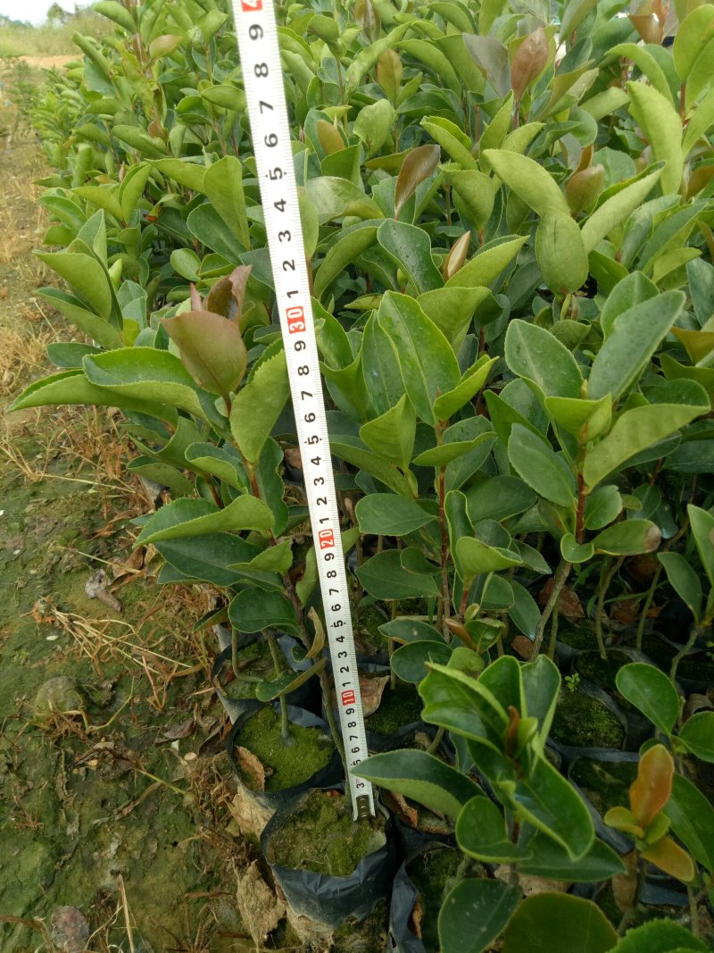 油茶杯苗，经济苗山油茶