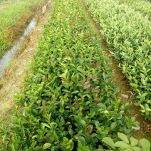 油茶杯苗，经济苗山油茶