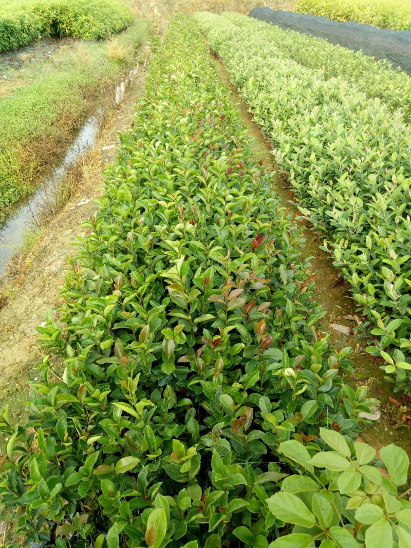 油茶杯苗，经济苗山油茶