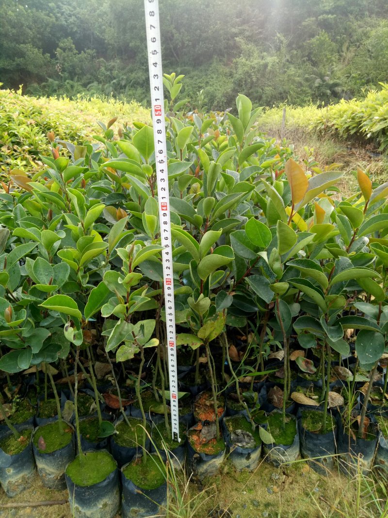 油茶杯苗，经济苗山油茶
