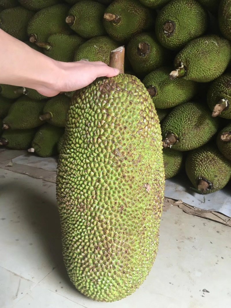 【支持一件代发】(品种：马来一号)海南菠萝蜜超脆甜