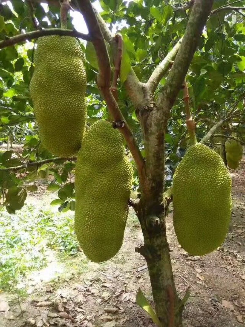 【支持一件代发】(品种：马来一号)海南菠萝蜜超脆甜