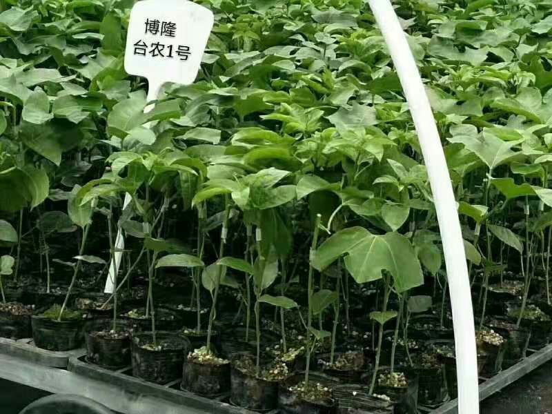 百香果苗台农一号二号紫香一号嫁接苗扦插苗脱毒苗包邮包活