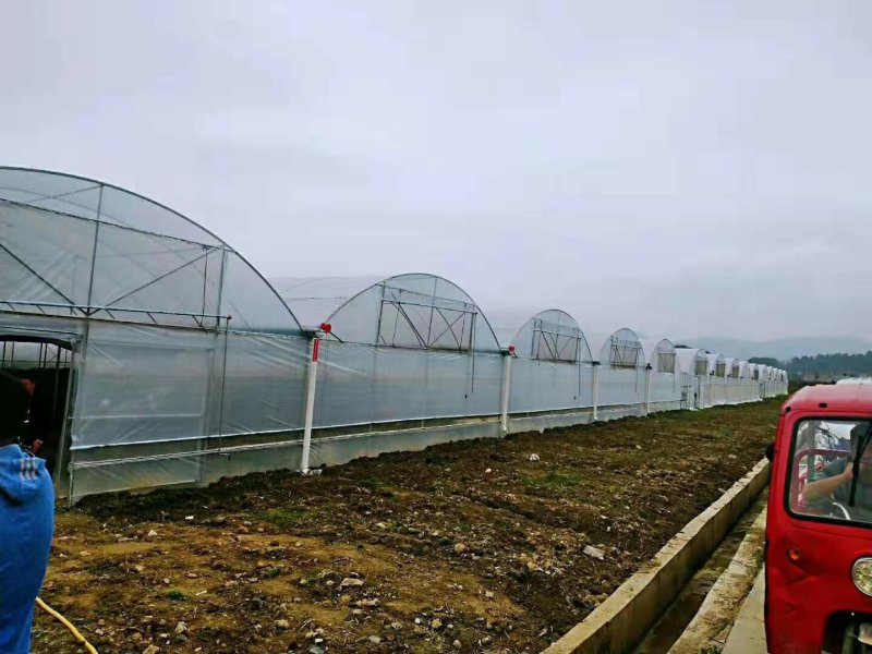 百香果苗台农一号二号紫香一号嫁接苗扦插苗脱毒苗包邮包活