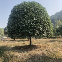 桂花，大量供应各种规格桂花，容器苗，