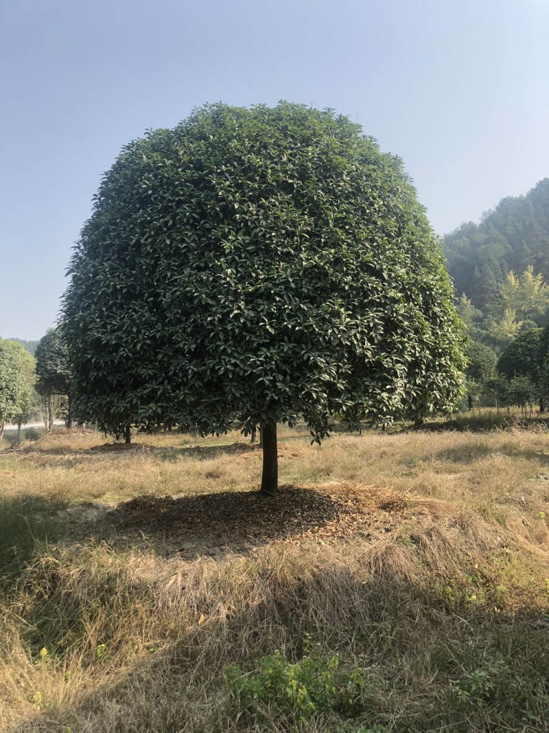 桂花，精品桂花，容器桂花