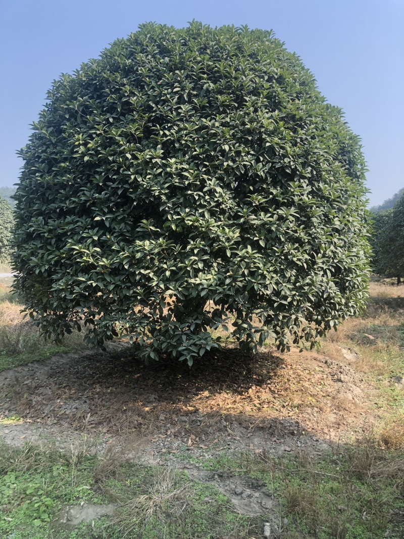 桂花，精品桂花，容器桂花