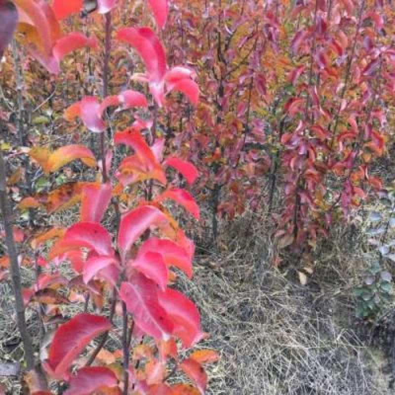 彩叶豆梨秋火焰包纯度包成活率