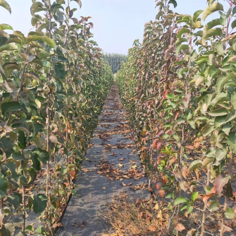 彩叶豆梨秋火焰包纯度包成活率