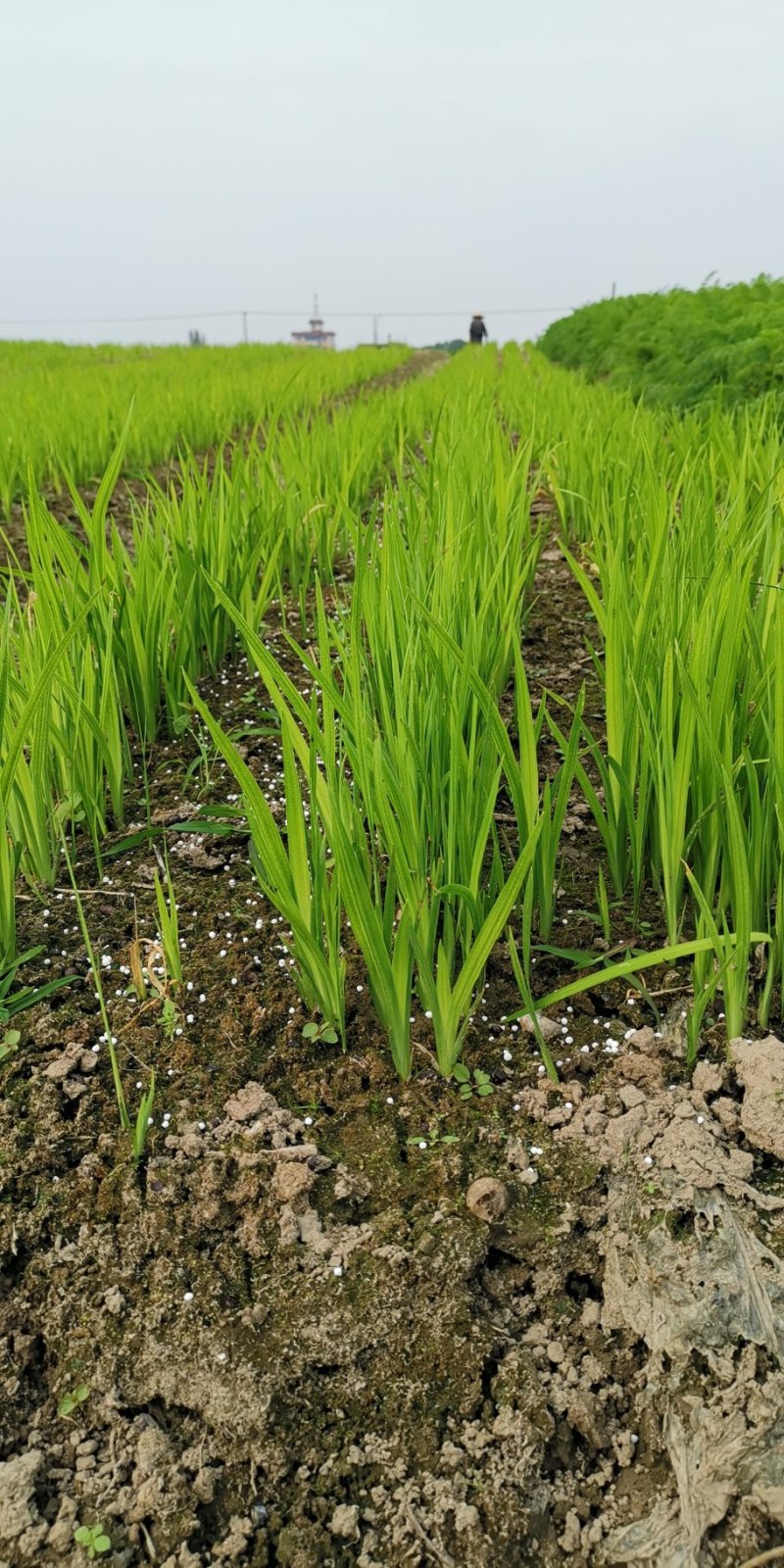 黄菖蒲水生植物大量供应物美价廉
