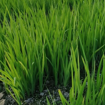 黄菖蒲水生植物大量供应物美价廉