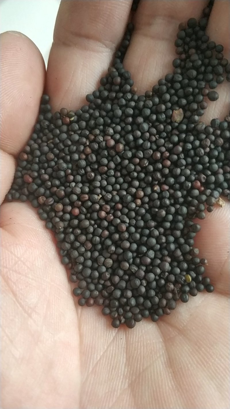2025包邮高含油新油菜籽。