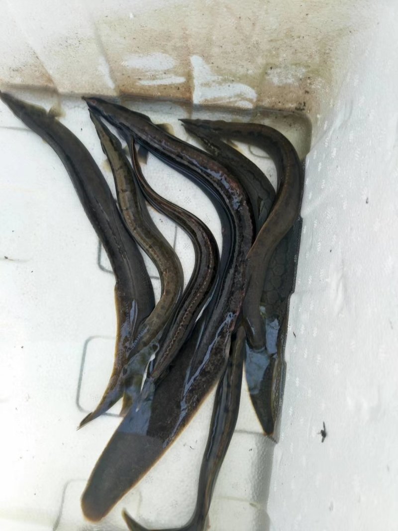 粤宏水产，精品中华刺鳅鱼苗包质、包量、包安全到达