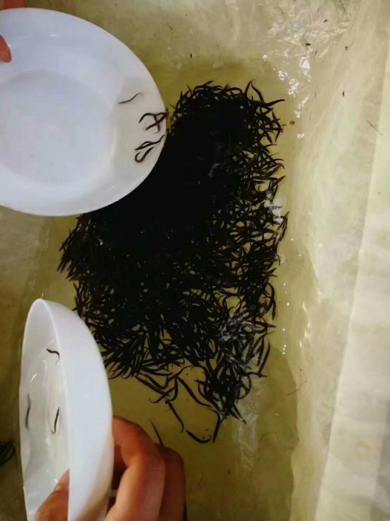 粤宏水产，精品中华刺鳅鱼苗包质、包量、包安全到达