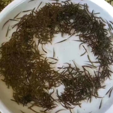 粤宏水产，精品中华刺鳅鱼苗包质、包量、包安全到达