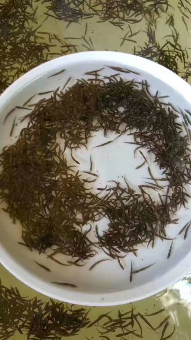 粤宏水产，精品中华刺鳅鱼苗包质、包量、包安全到达