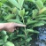 番石榴苗珍珠番石榴苗红心番石榴苗红宝石番石榴苗嫁接苗