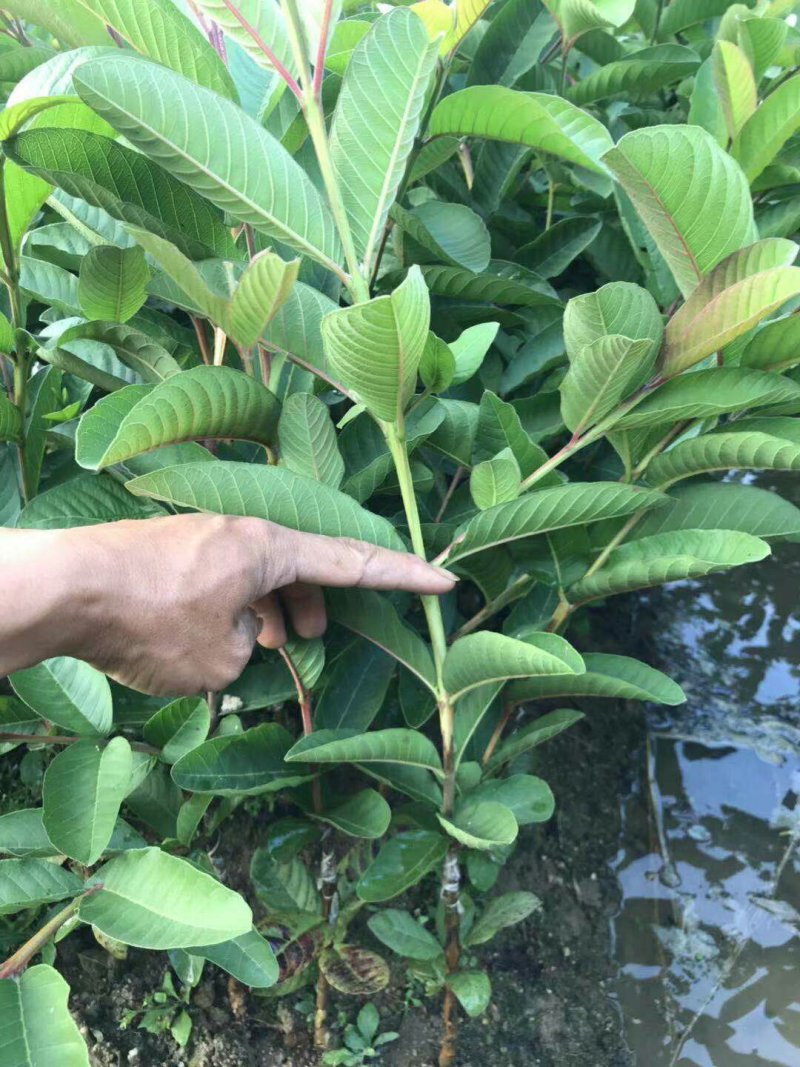 番石榴苗珍珠番石榴苗红心番石榴苗红宝石番石榴苗嫁接苗