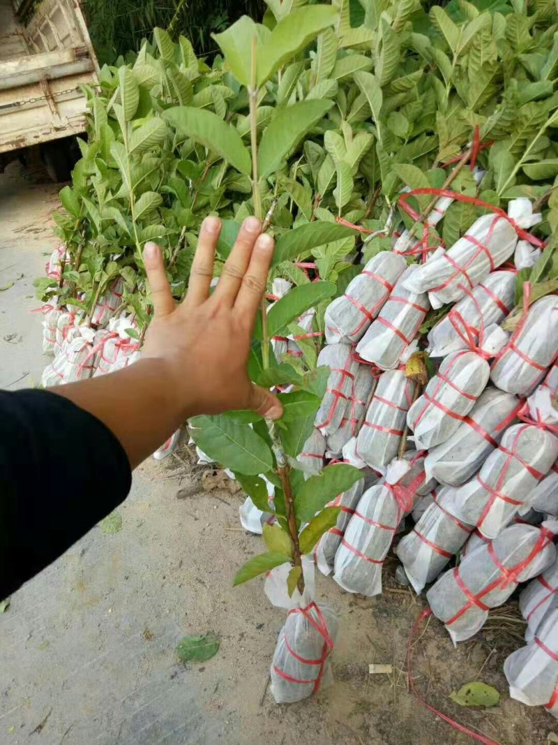 番石榴苗珍珠番石榴苗红心番石榴苗红宝石番石榴苗嫁接苗