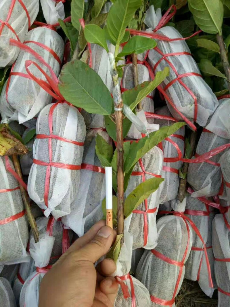 番石榴苗珍珠番石榴苗红心番石榴苗红宝石番石榴苗嫁接苗
