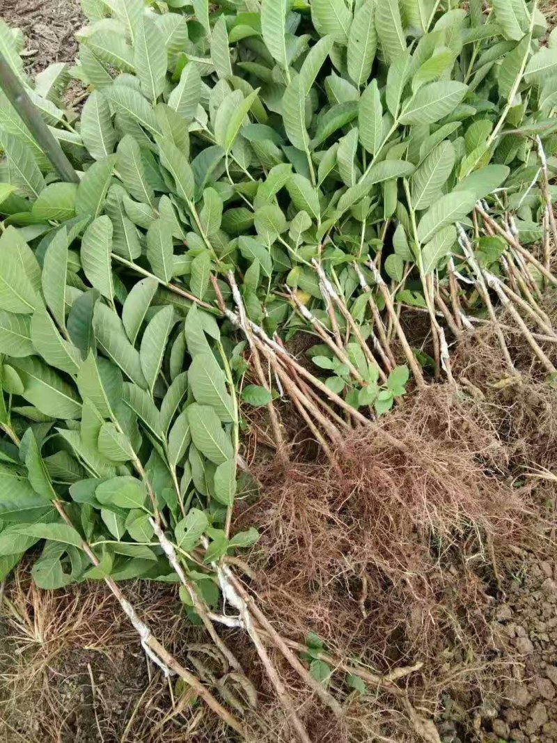 番石榴苗珍珠番石榴苗红心番石榴苗红宝石番石榴苗嫁接苗