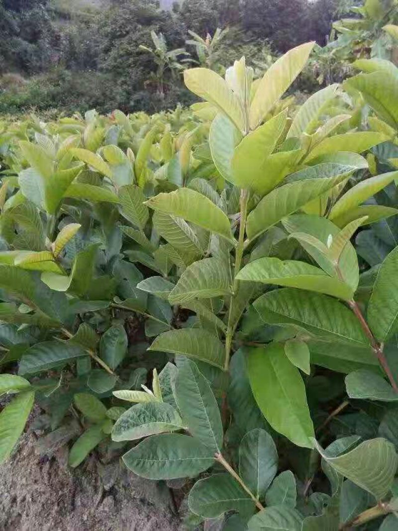 番石榴苗珍珠番石榴苗红心番石榴苗红宝石番石榴苗嫁接苗
