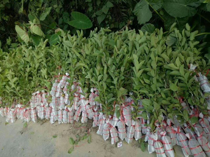 番石榴苗珍珠番石榴苗红心番石榴苗红宝石番石榴苗嫁接苗