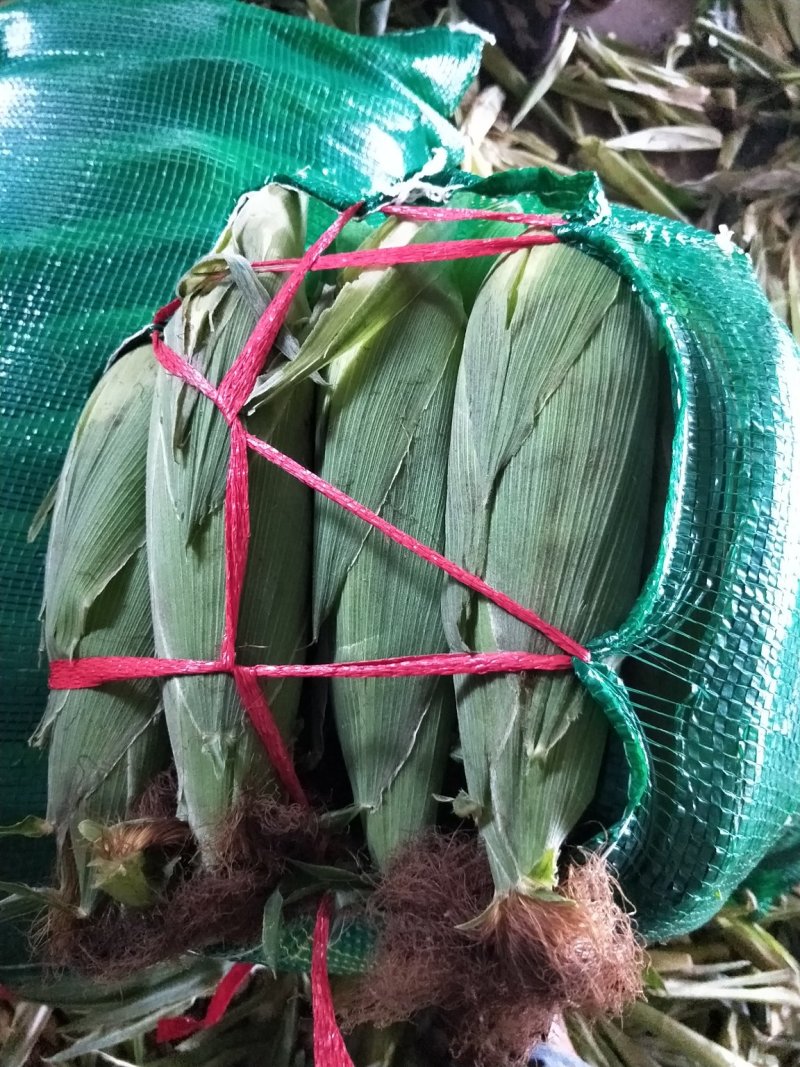 湛江精品甜玉米，产地直发，保质保量，欢迎老板选购