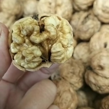 核桃核桃核桃核桃核桃核桃核桃核桃