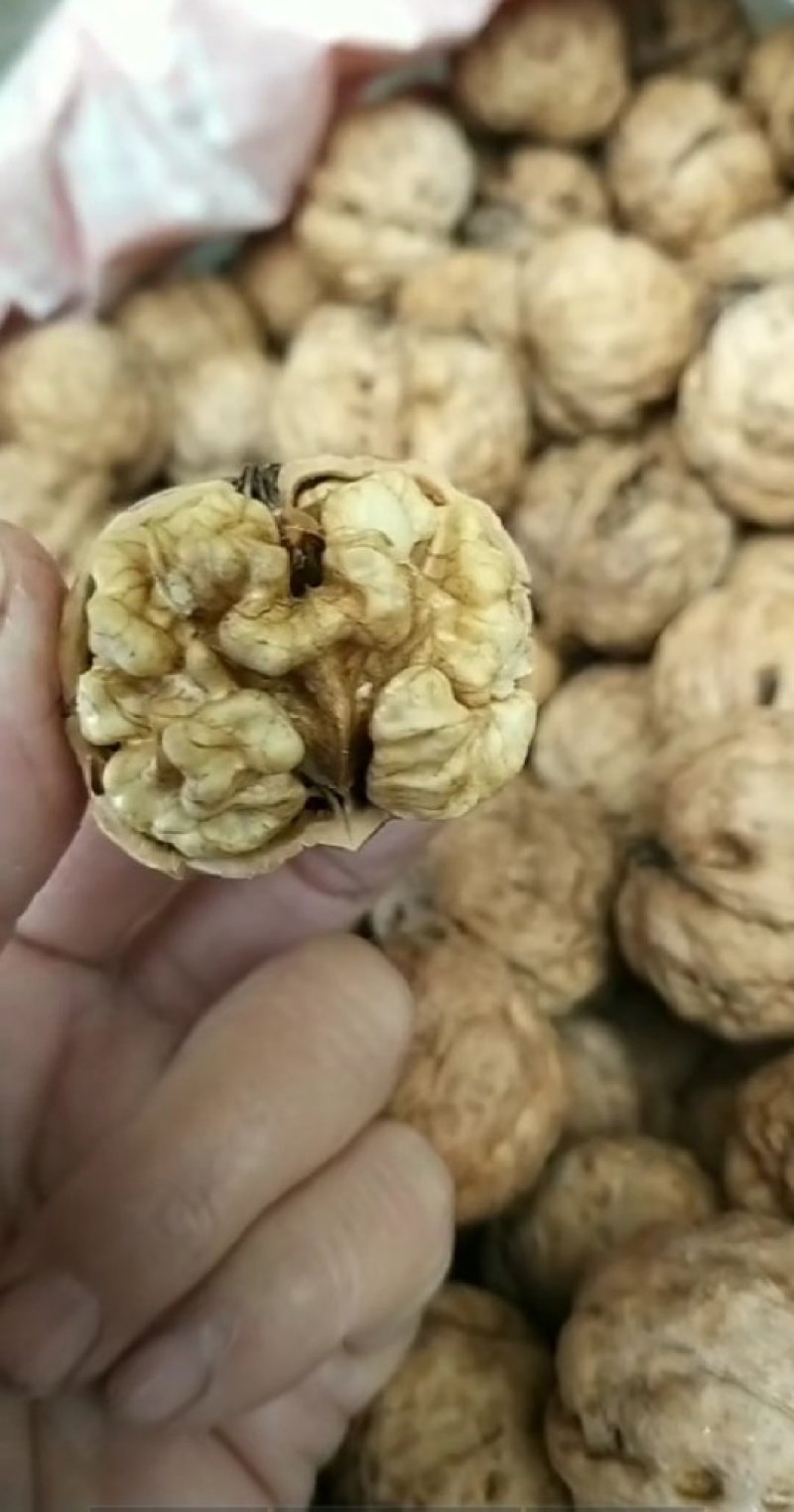 核桃核桃核桃核桃核桃核桃核桃核桃