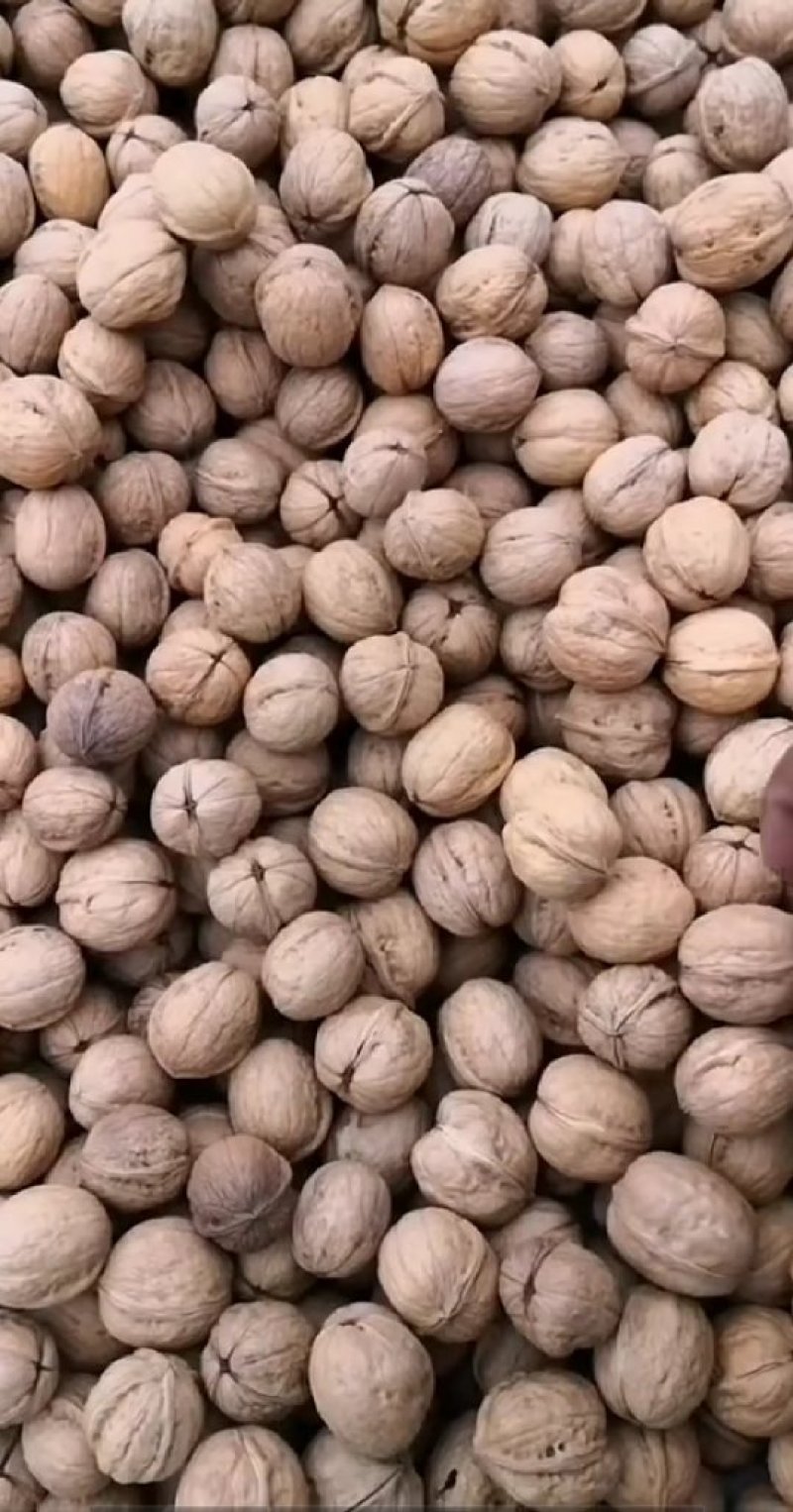 核桃核桃核桃核桃核桃核桃核桃核桃