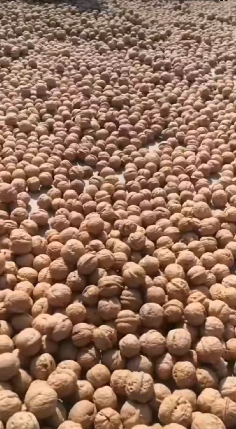 核桃核桃核桃核桃核桃核桃核桃核桃