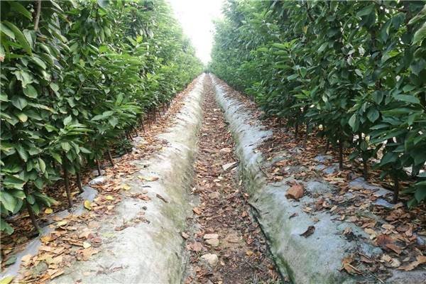 山地樱桃园中,果农正在行间铺设银色反光膜,阳光反射至树冠中下部叶片和果实表面,地面湿润无杂草,远处可见滴灌管道系统 果园铺设反光膜实景图