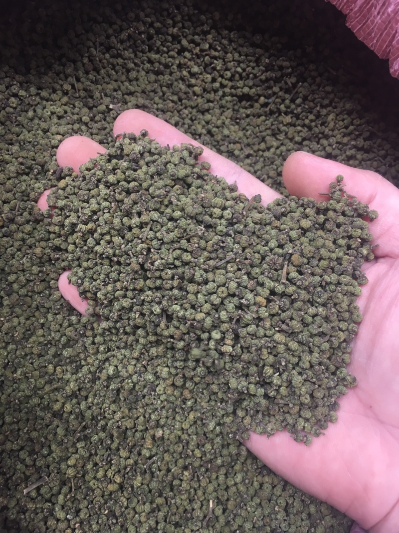 广西中花吴茱萸青果，圆颗