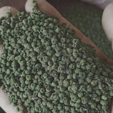 广西中花吴茱萸青果，圆颗