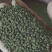 广西中花吴茱萸青果，圆颗