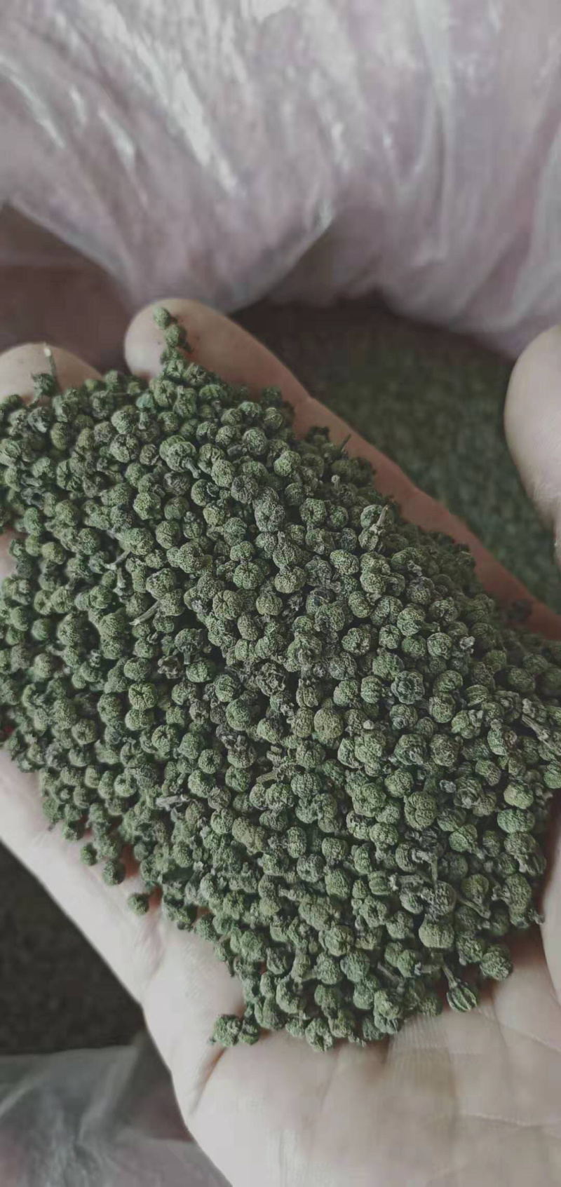 广西中花吴茱萸青果，圆颗