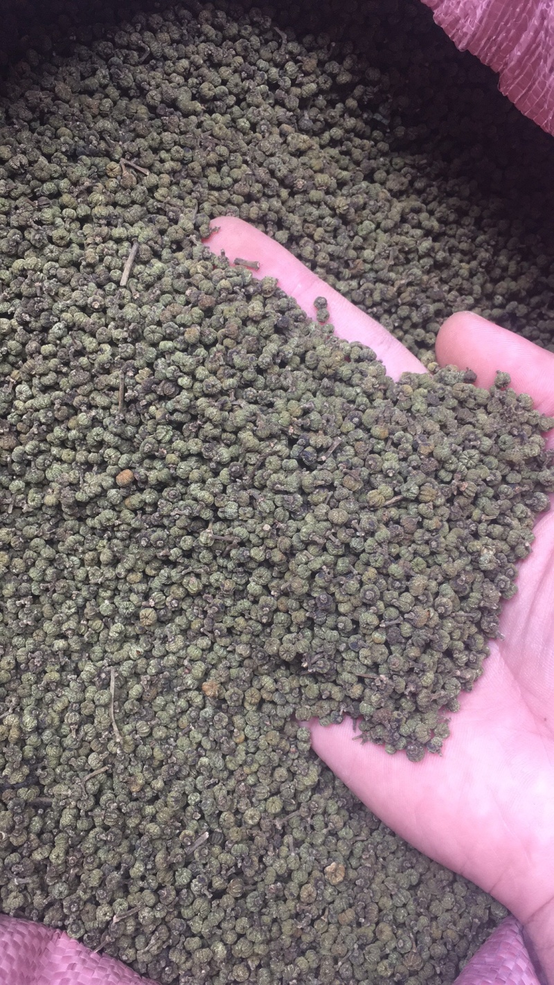 广西中花吴茱萸青果，圆颗
