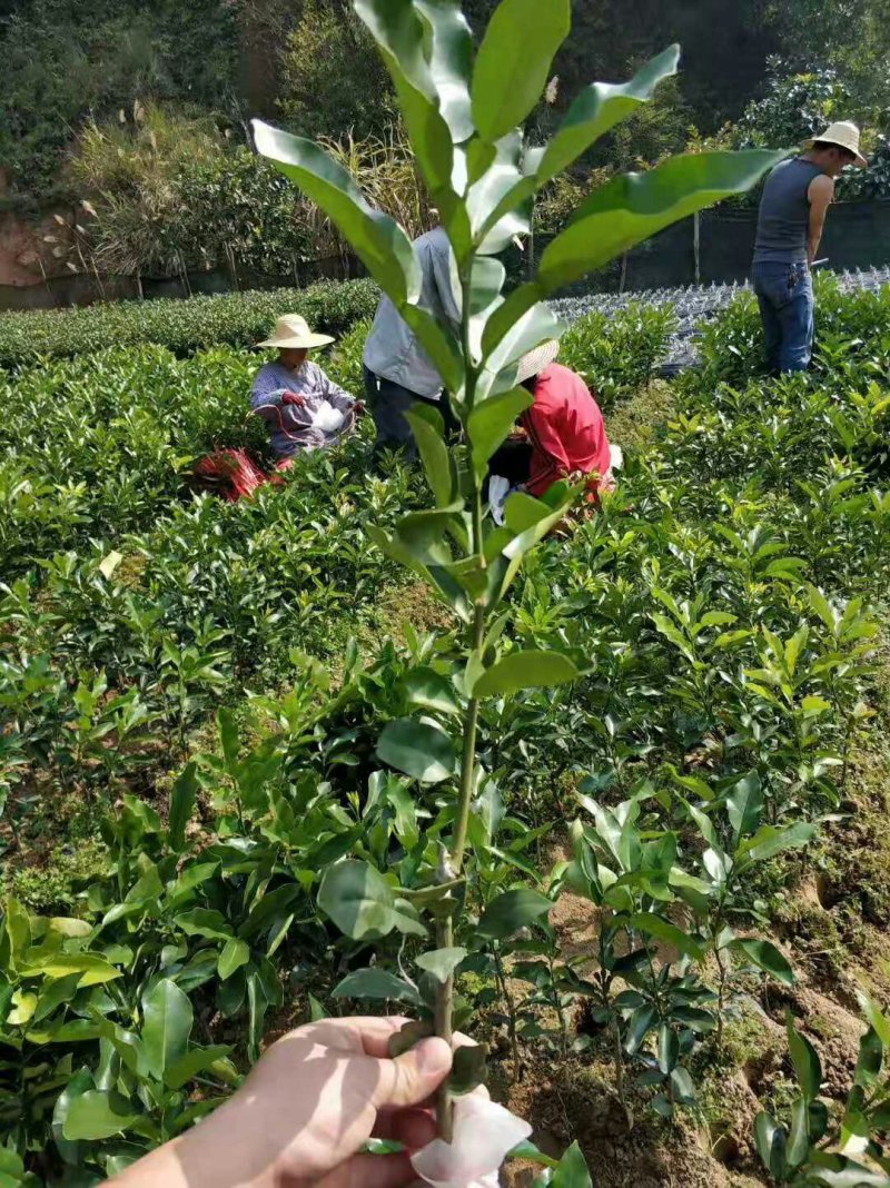 广西容县沙田柚苗桂柚1号红心蜜柚苗白心蜜三红蜜黄金蜜果苗