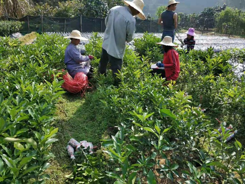 广西容县沙田柚苗桂柚1号红心蜜柚苗白心蜜三红蜜黄金蜜果苗
