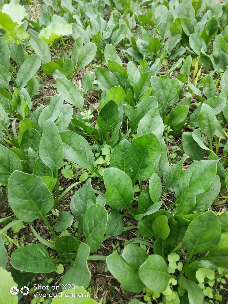 叶菜类马上上市