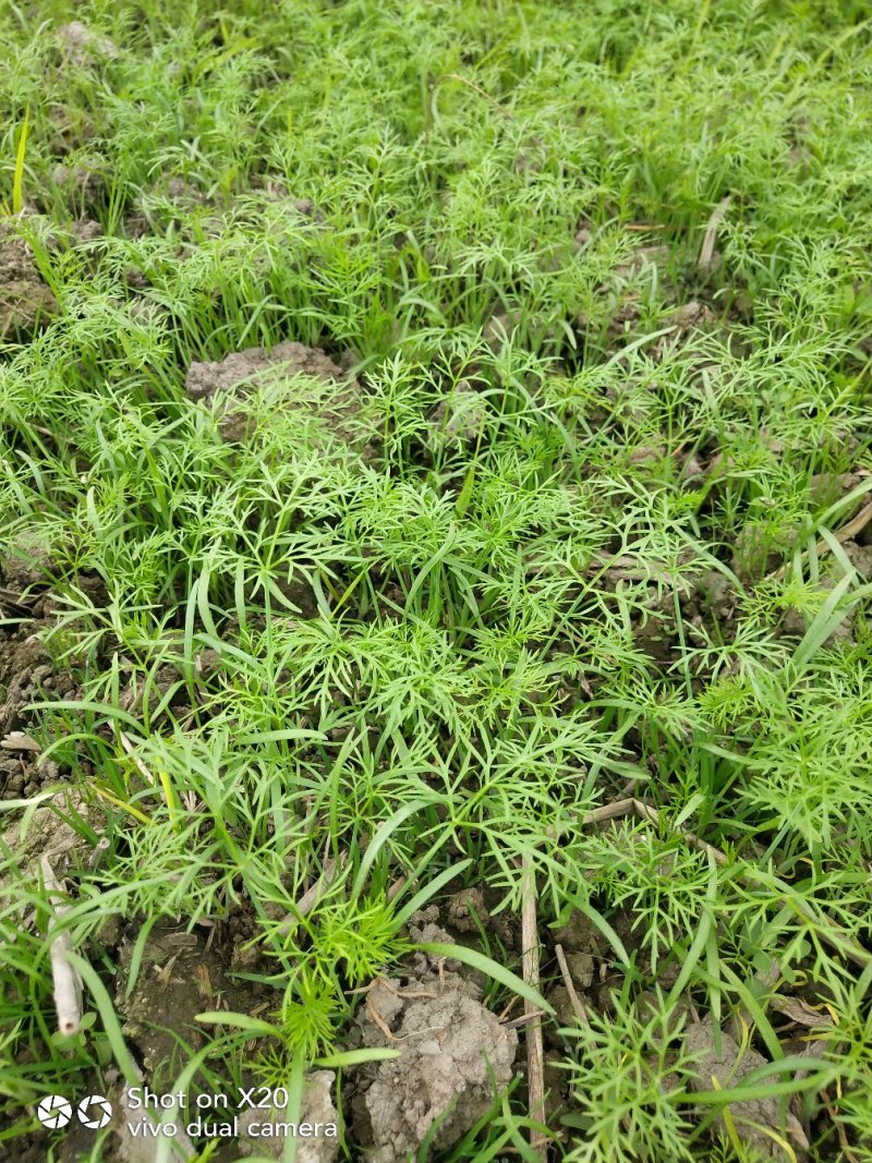 叶菜类马上上市