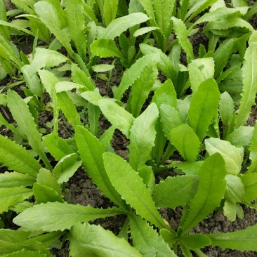 叶菜类马上上市