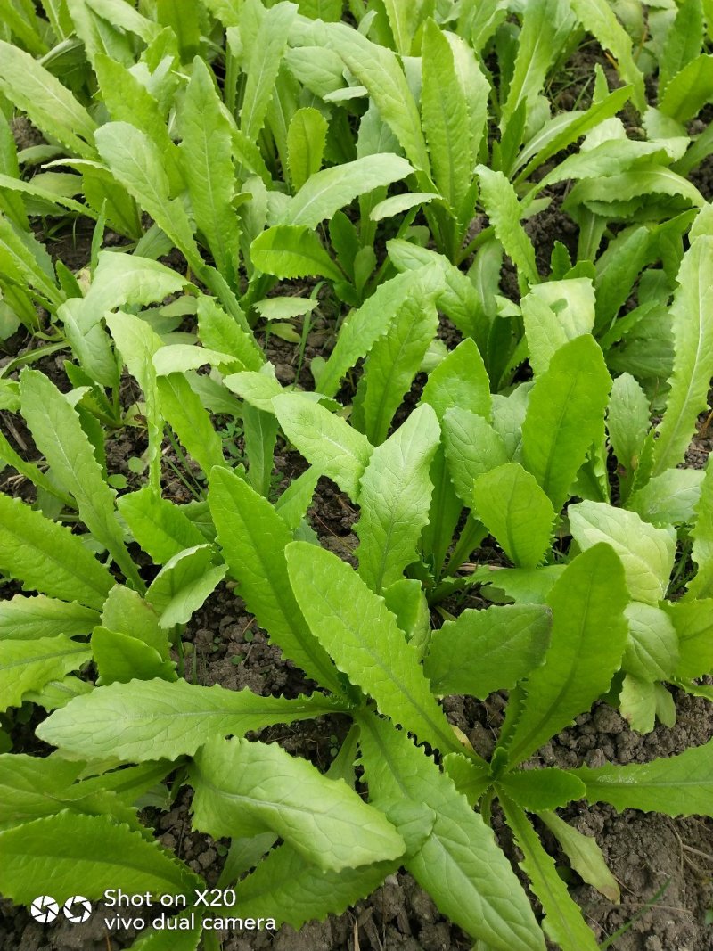 叶菜类马上上市
