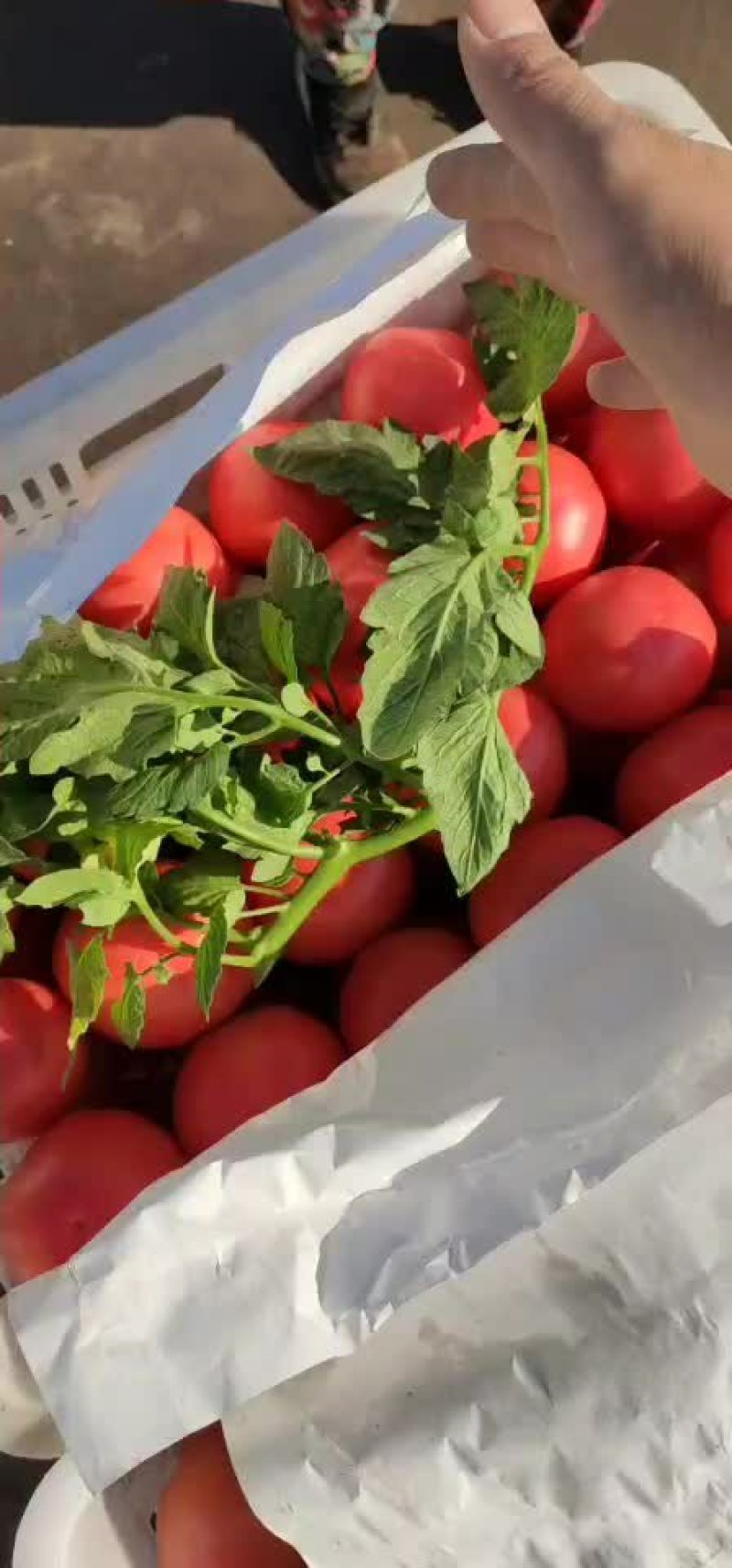 硬粉西红柿质量保证价格合理可全国发货