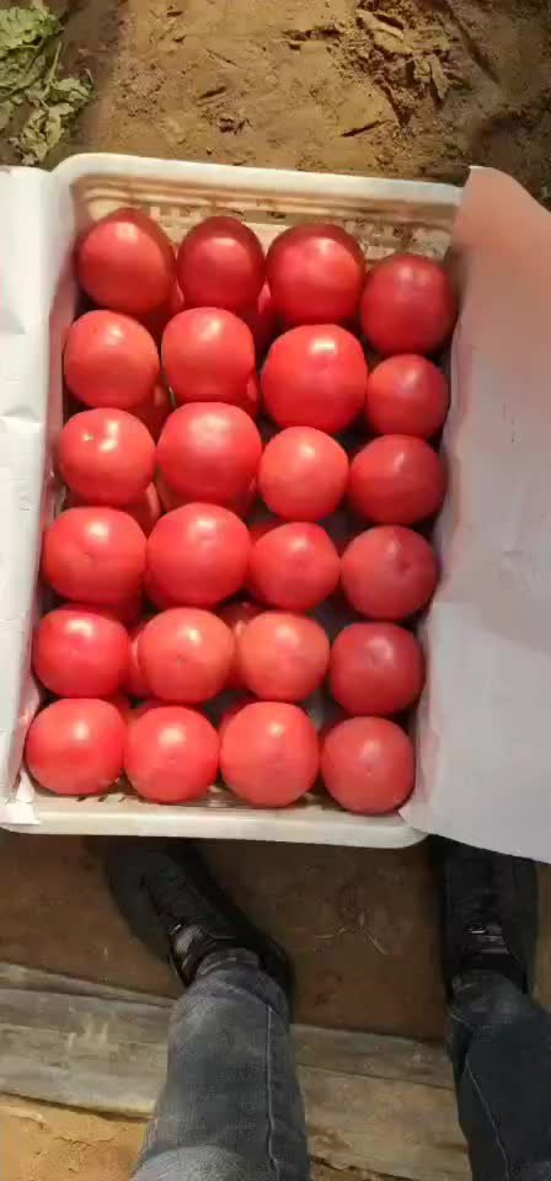 硬粉西红柿质量保证价格合理可全国发货