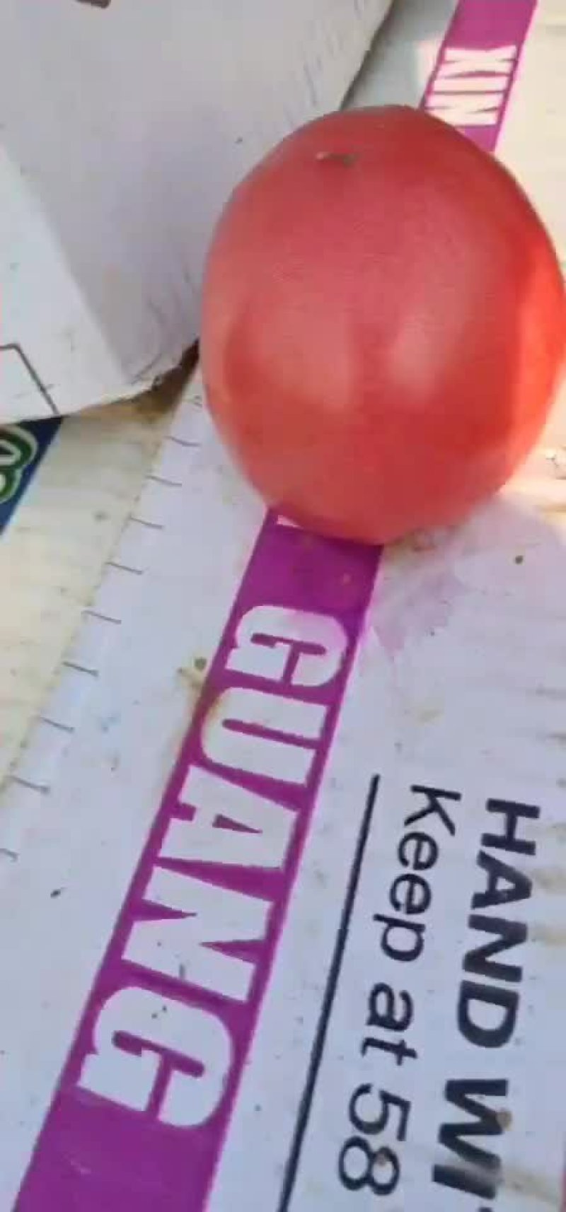 硬粉西红柿质量保证价格合理可全国发货