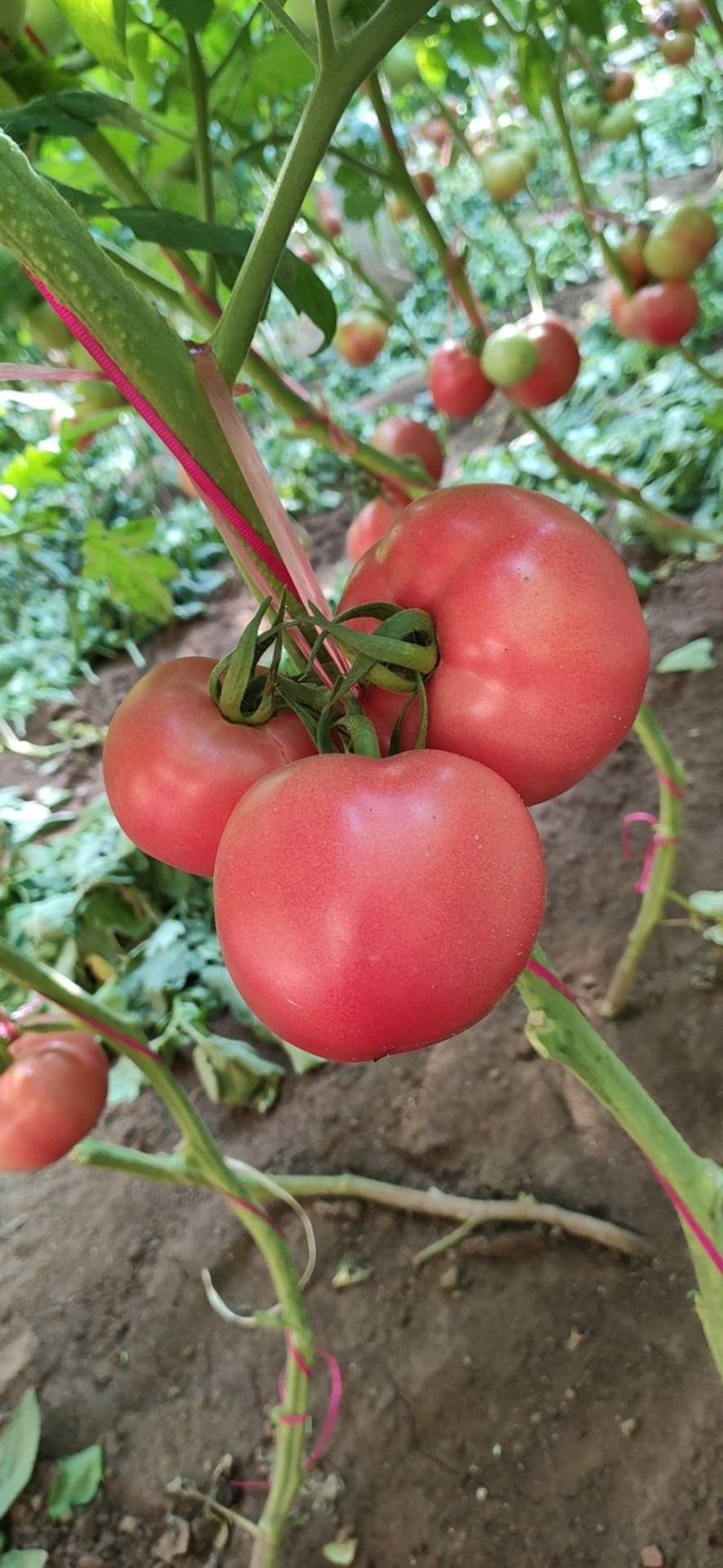 硬粉西红柿质量保证价格合理可全国发货