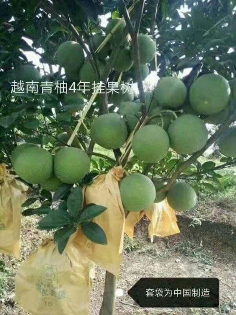 柚子苗泰国红宝石青柚苗越南青柚苗果苗嫁接苗品种纯正包邮